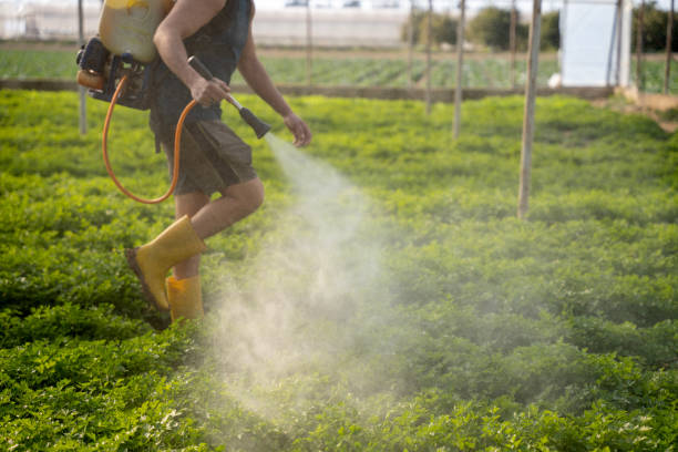 Reliable Morganton, NC Pest Control Solutions