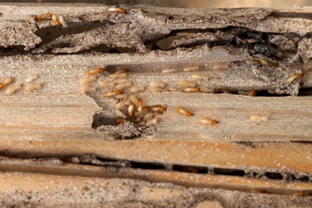 Best Affordable Pest Control Services  in Morganton, NC