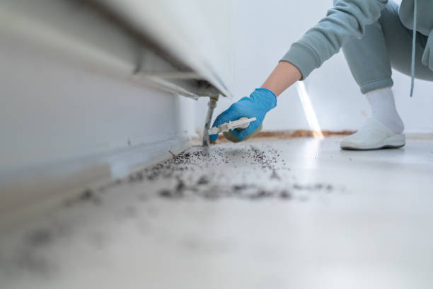 Best Cockroach Control Services  in Morganton, NC